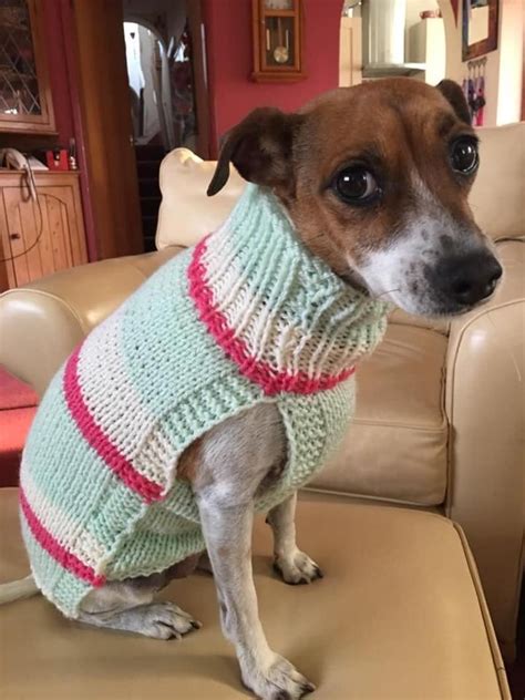 designer dog jumpers